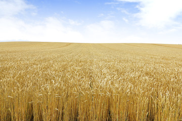 北海道の小麦畑　Hokkaido summer wheat field