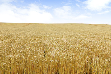 北海道の小麦畑　Hokkaido summer wheat field