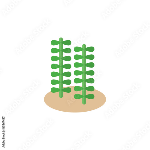 Algas kelp or spirulina better