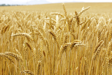 北海道の小麦畑　Hokkaido summer wheat field