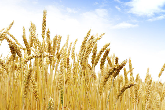 北海道の小麦畑　Hokkaido summer wheat field