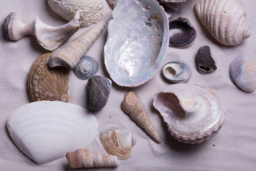 Sand Strand Muscheln Strandurlaub Maritim