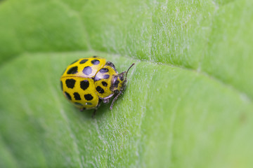 Twenty two Spot Ladybird (Psyllobora 22-punctata)