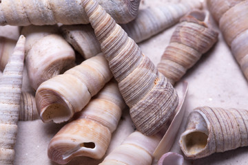 Fototapeta na wymiar Sand Strand Muscheln Strandurlaub Maritim