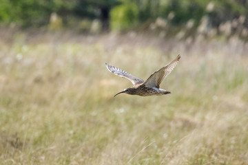 Eurasian Curlew (Numenius arquata) flying, in flight low across sunny heathland in sunshine