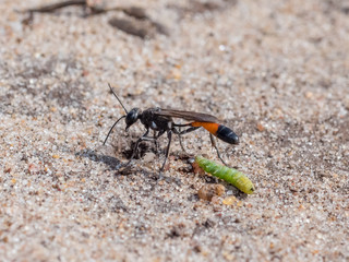 Heath Sand Wasp (Ammophila pubescens) with larva grub prey to stock its burrow