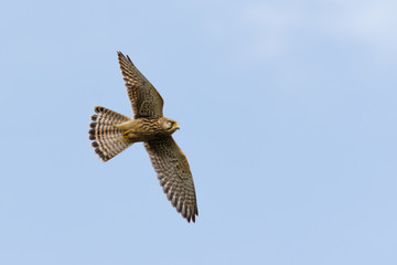 Common Kestrel (Falco tinnunculus) in flight or flying against blue sky