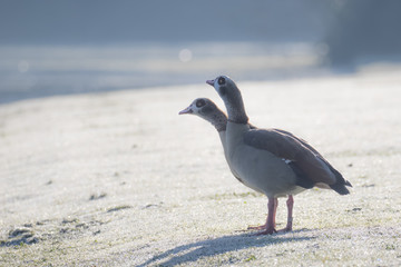 Pair of Egyptian Geese (Alopochen aegyptiacus) on a frosty winter morning