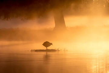Silhouette of Eurasian Coot (Fulica atra) on a golden misty pond at sunrise