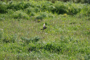 Birdwatching in Sardegna