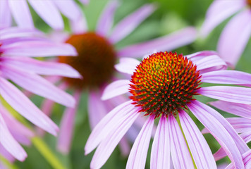 Echinacea flower on natural green background, macro, close up