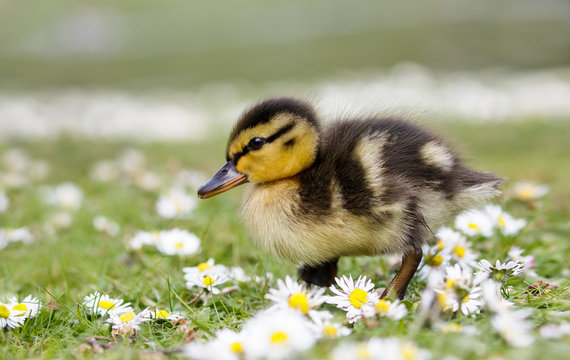 Cute fluffy Mallard duckling (Anas platyrhynchos)  wondering through spring daisies