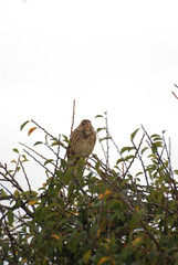 Birdwatching in Sardegna