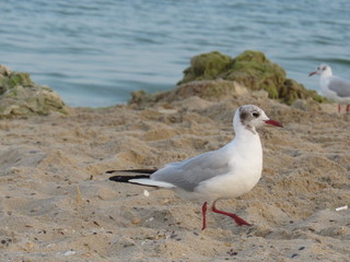 Seagull on the seashore