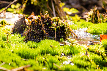 Frühling Moos Wasser Bach Langzeitbelichtung Makro
