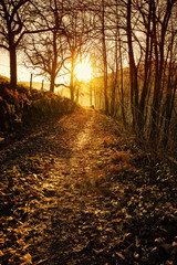 Sunset over autumn forest path