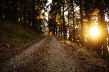 Morning sun over forest path