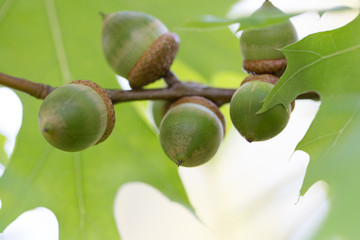 Acorns on a branch macro