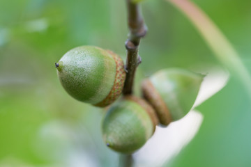 Acorns on a branch macro
