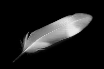Obraz premium white feather on black background