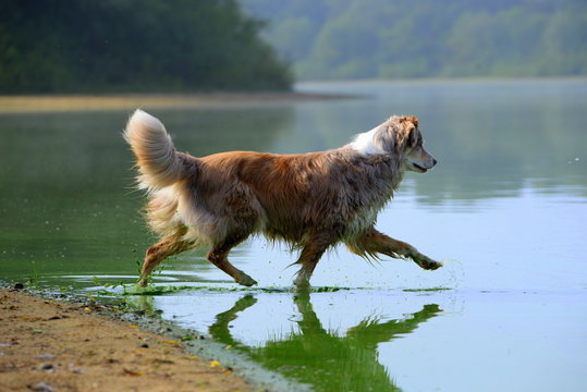 Pitsch patsch, sch&ouml;ner H&uuml;tehund trabt anmutig in eien See hinein