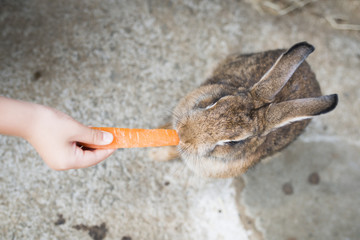Rabbits eating carrots