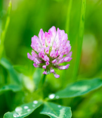 Beautiful flower on clover in nature