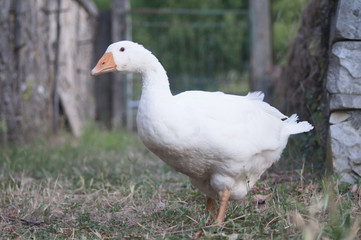 Goose