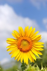 Girasole con cielo e nuvole sullo sfondo