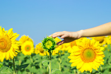 sunflower with a hand reaching forwards to touch it in a conceptual image of nature, agriculture...