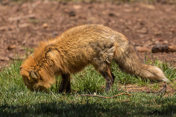 Red Fox