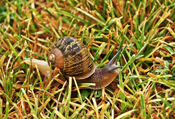 Snail