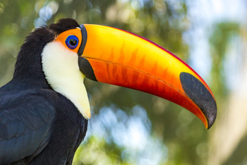 Toucan