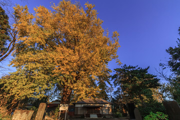 秋の西光院の風景