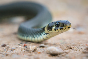 Shiny ringed grass snake slithering on a sandy surface with small stones tastes the air with its forked tongue.