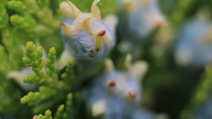 Twig of thuja with little cones