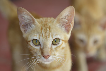 Image of a lovely cat. Pet Animal.