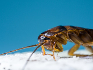 Close up Cockroaches are eating the white cream of the cookie, the blue background words. The Cockroaches are carriers of the disease.