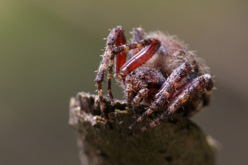 Image of Araneus hamiltoni spider(Hamilton's Orb Weaver) on dry branches. Insect Animal