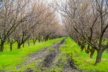 Fototapeta premium Apple orchard in early spring