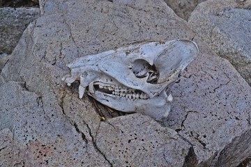 Skull