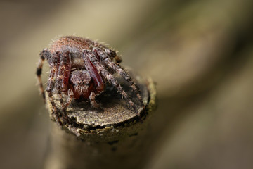 Image of Araneus hamiltoni spider(Hamilton's Orb Weaver) on dry branches. Insect Animal