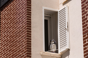 B&uacute;ho en ventana.