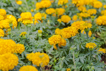 Marigold growing in the garden.