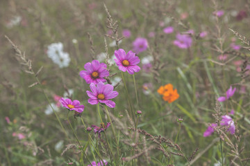 Wildflowers on a meadow