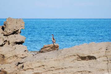 Birdwatching in Sardegna