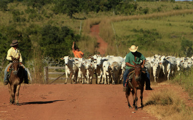 Fazenda de gado