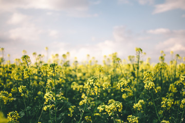 Rapeseed field