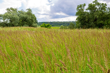 Wild field in the countryside
