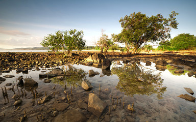 trees by the beach at Kudat Malaysia.